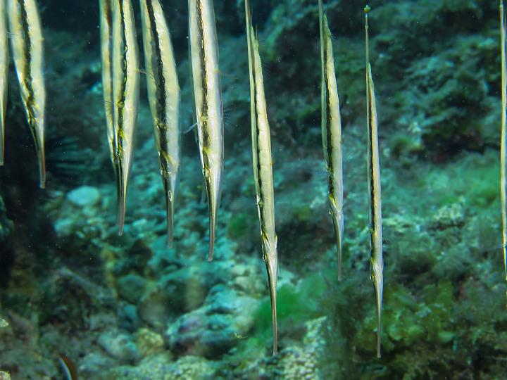 【水下閃燈練習】很久沒交作業了，趁著清明連假趕緊下水拍拍，找回水感