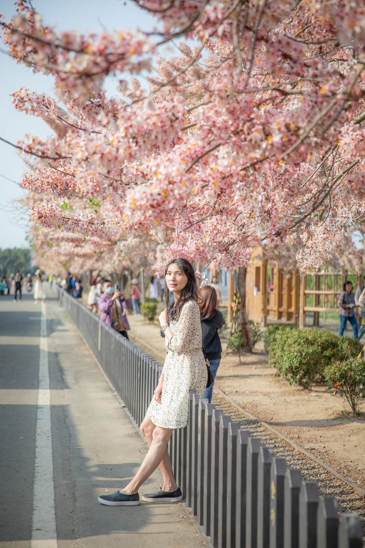 久違的國華街美食、金砂社區盛開的花旗木、宛如立於海上的「生命之樹」藝術造景