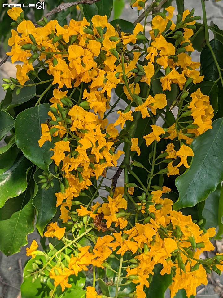 印度紫檀+西印度醋栗 台南市安平區湖濱水鳥公園 04/24