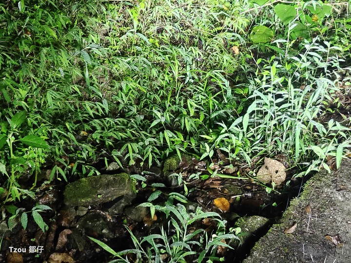 臨界邊際----滯留山上的營火露宿---布農丹社群 (Taketavan)射耳祭