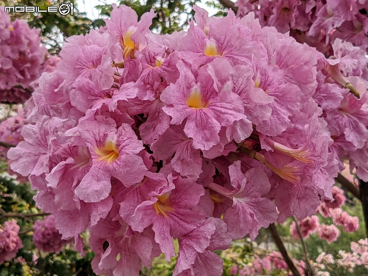 粉紅風鈴木+石斛蘭 台南市南區竹溪街 04/23