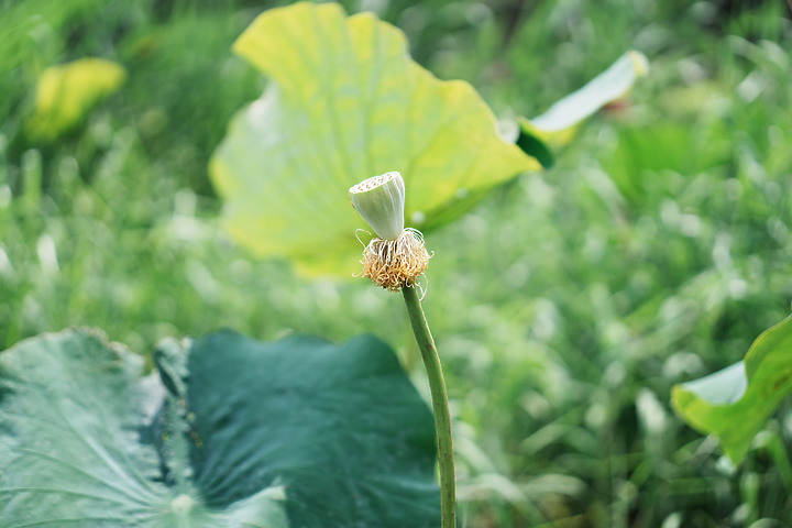 Sigma 50mm f/2 DG DN Contemporary 評測報告｜不讓 Art 專美於前 ‧ I series 力搏上位！