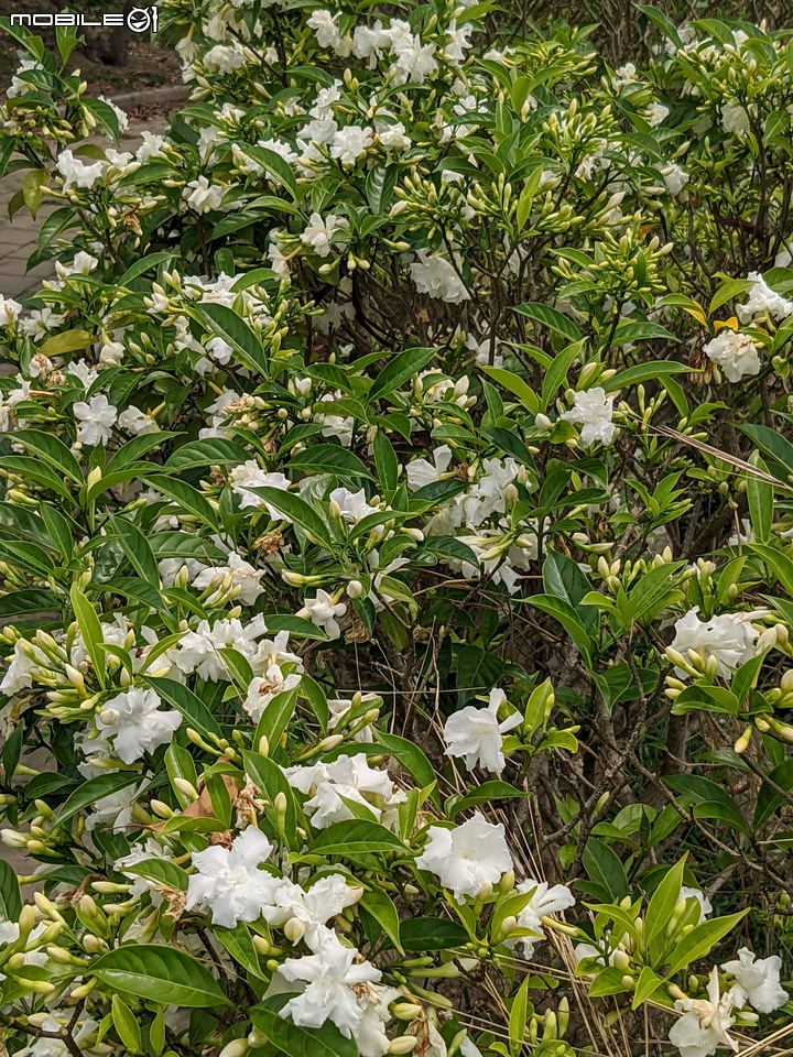 無患子+大花紫薇+山馬茶 台南市西港區曾文溪堤防 05/14