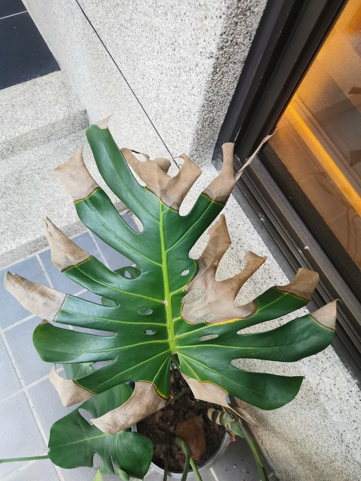 龜背芋葉子枯了怎麼辦？