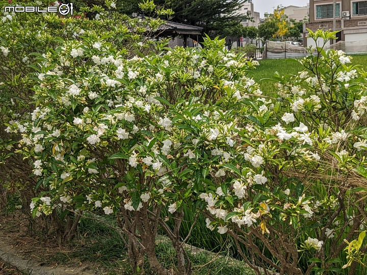 無患子+大花紫薇+山馬茶 台南市西港區曾文溪堤防 05/14