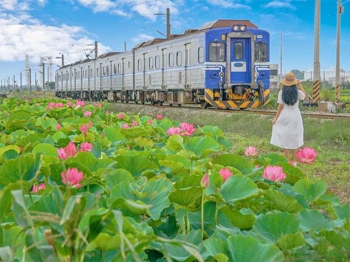 夏日海線美景亮相!苗栗「荷花鐵道」唯美景緻鐵道迷必收!