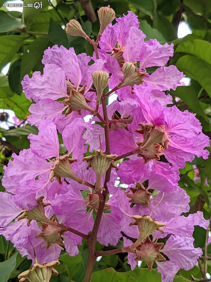 無患子+大花紫薇+山馬茶 台南市西港區曾文溪堤防 05/14