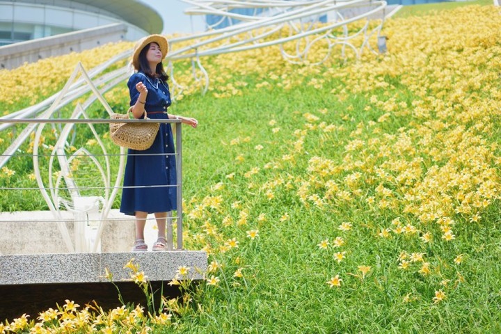夏季限定黃金花海悄綻放！台中全新金針花秘境隨手拍都浪漫