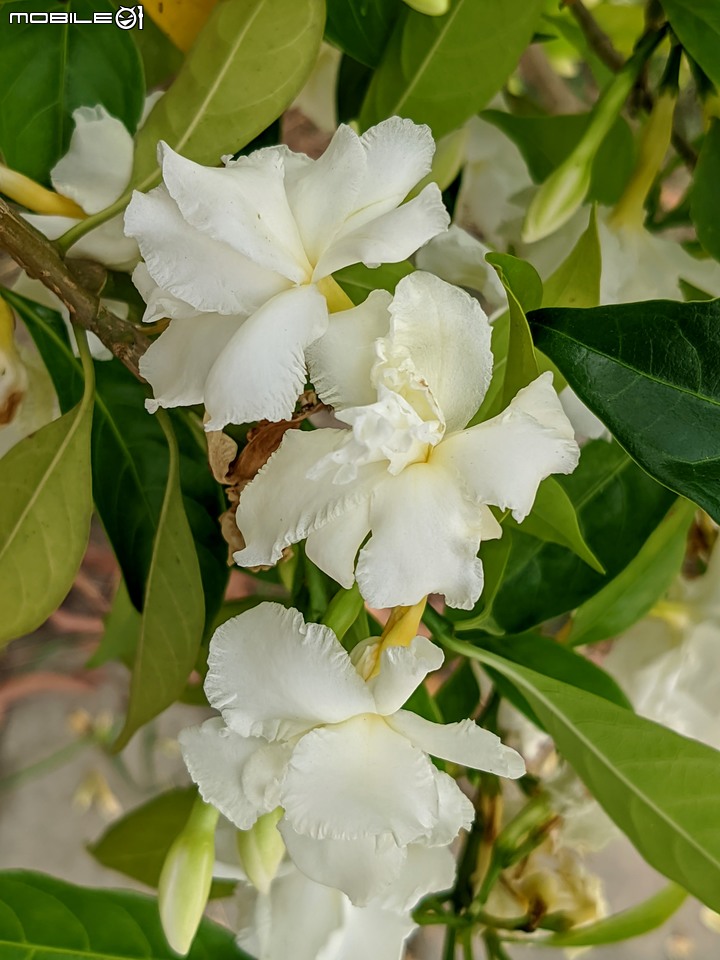 無患子+大花紫薇+山馬茶 台南市西港區曾文溪堤防 05/14