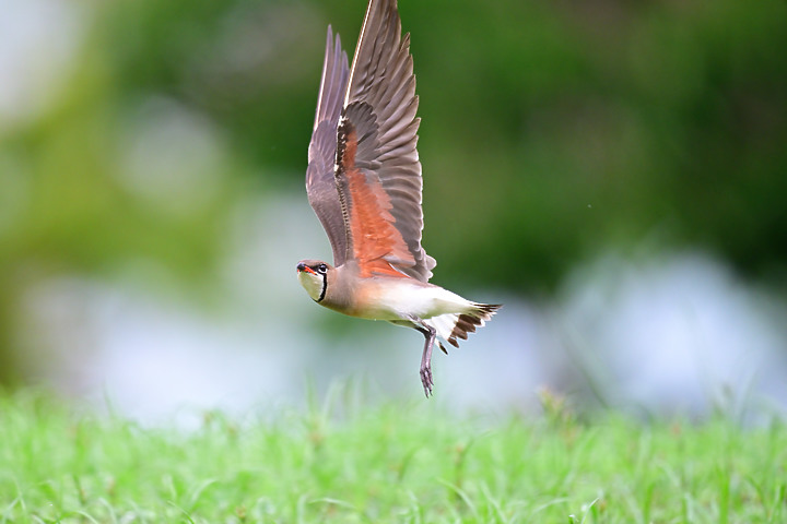 點我看大圖 Z8高規格拍燕鴴熱當,建議降低錄影格式。加映旅遊鏡新埤水農場,兩條綠色隧道,及蒼眉蝗鶯和北蝗鶯。