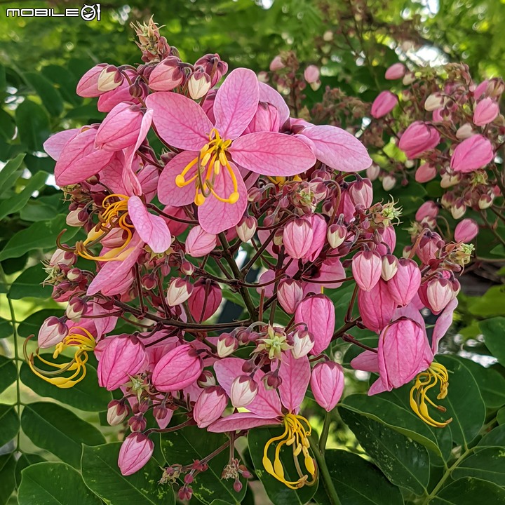 粉紅花旗木 台南市新市區新市生態休閒公園 05/21