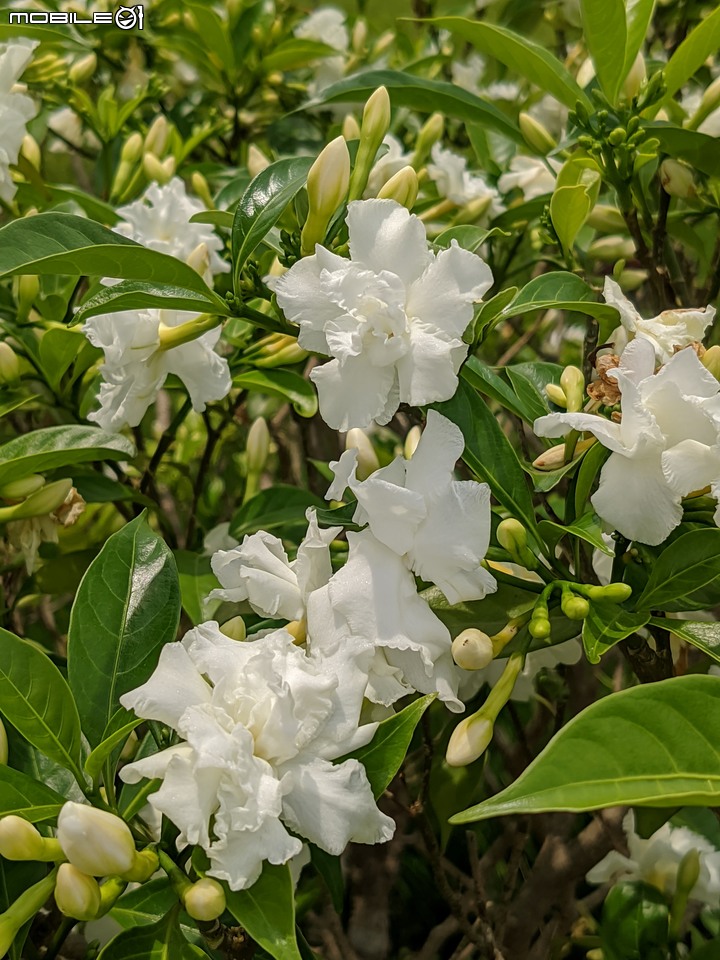 無患子+大花紫薇+山馬茶 台南市西港區曾文溪堤防 05/14