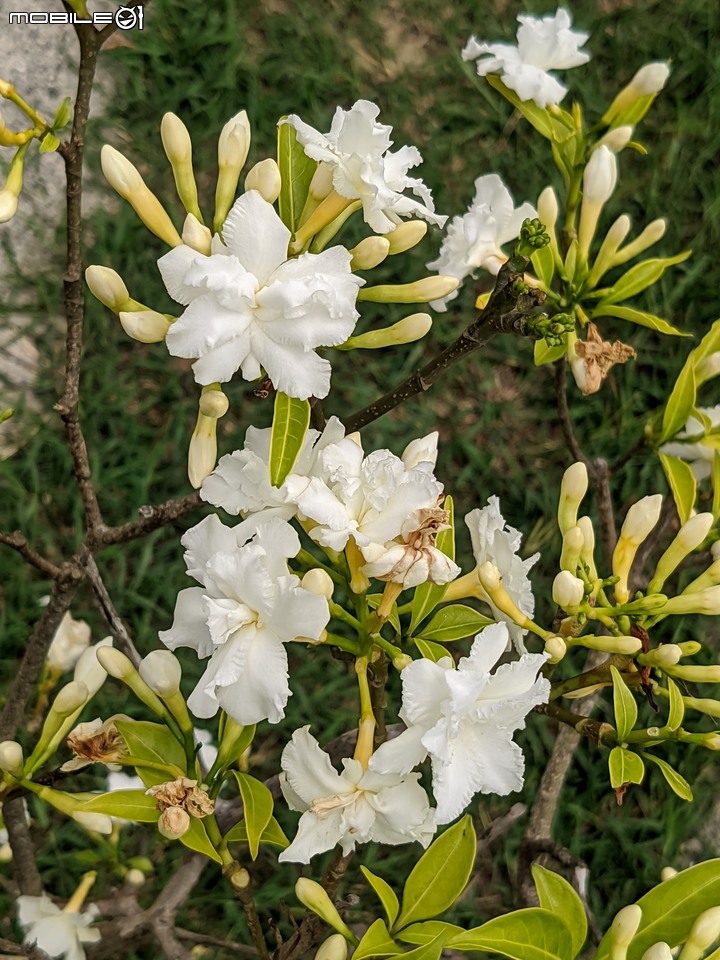 無患子+大花紫薇+山馬茶 台南市西港區曾文溪堤防 05/14