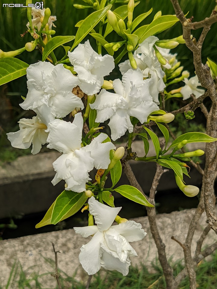 無患子+大花紫薇+山馬茶 台南市西港區曾文溪堤防 05/14