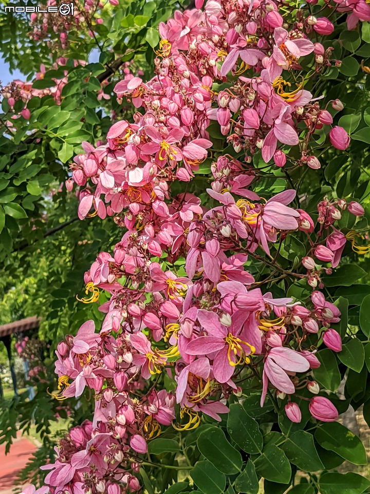 粉紅花旗木 台南市新市區新市生態休閒公園 05/21
