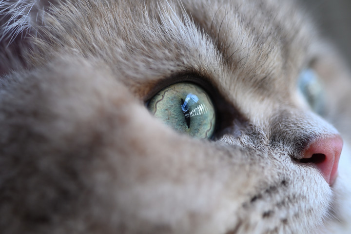 Z8 / FTZ ＋N 60 F2.8 D。貓瞳