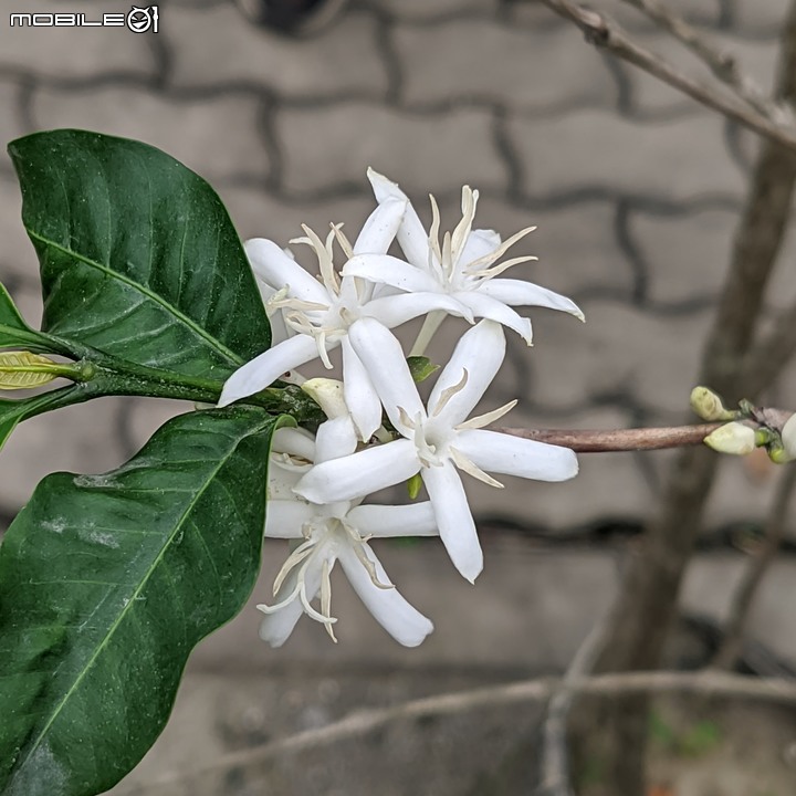 大白斑蝶+華他卡藤+武靴藤 台南市安南區史博館 05/14