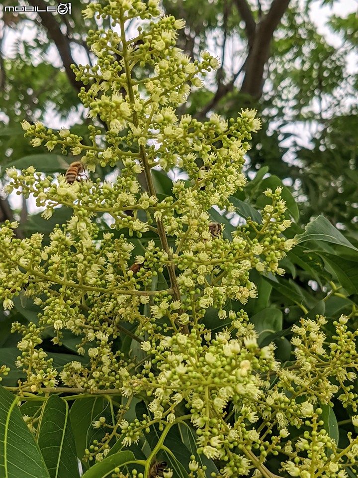 無患子+大花紫薇+山馬茶 台南市西港區曾文溪堤防 05/14