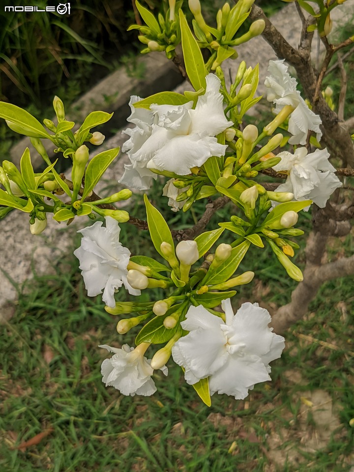 無患子+大花紫薇+山馬茶 台南市西港區曾文溪堤防 05/14