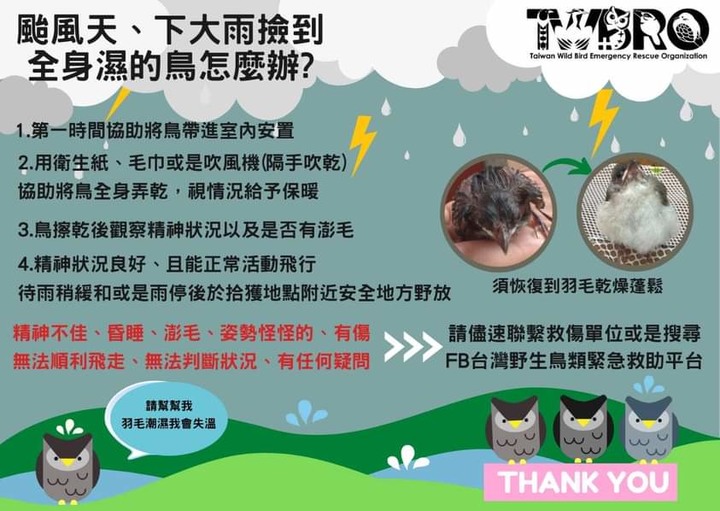 撿到幼鳥 (已送動物醫院)