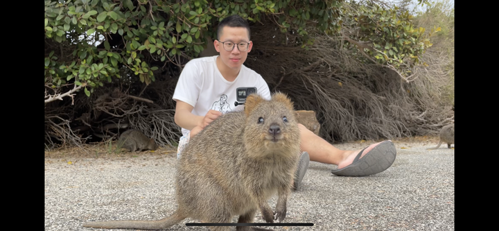 2023西澳遊記|一起自拍吧! 短尾矮袋鼠Quokka in 羅特尼斯島