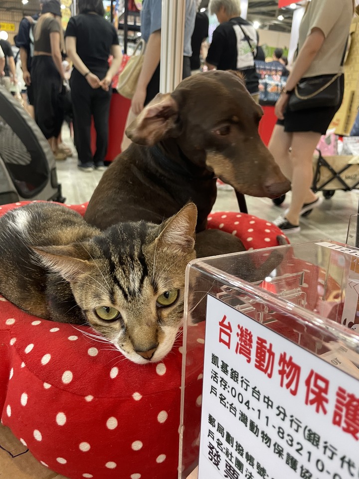 台中寵物展_第一天逛展心得