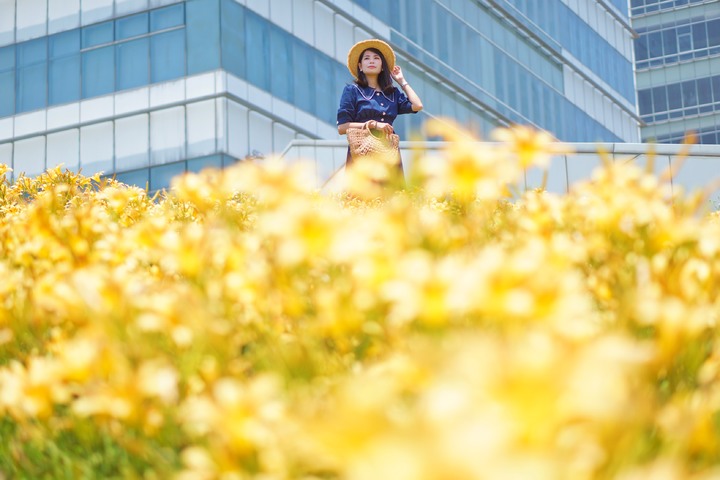 夏季限定黃金花海悄綻放！台中全新金針花秘境隨手拍都浪漫
