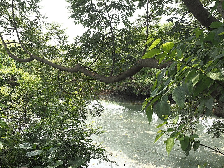 北投 中心新村與舊雙溪河步道 — 全臺唯一溫泉軍醫系統眷村，附掛市區內大片青翠稻田