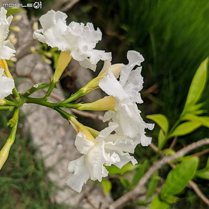 無患子+大花紫薇+山馬茶 台南市西港區曾文溪堤防 05/14