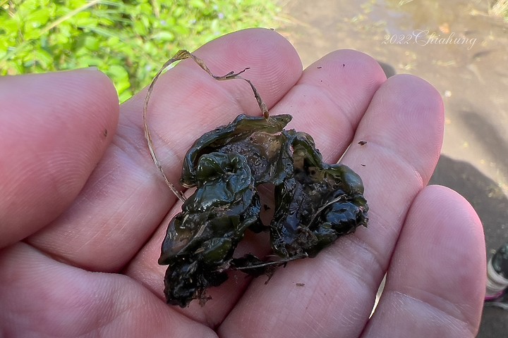 點我看大圖 徒步環島 (十) - Day21 阿塱壹 一條飽受爭議的古道