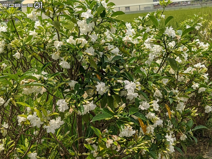 無患子+大花紫薇+山馬茶 台南市西港區曾文溪堤防 05/14