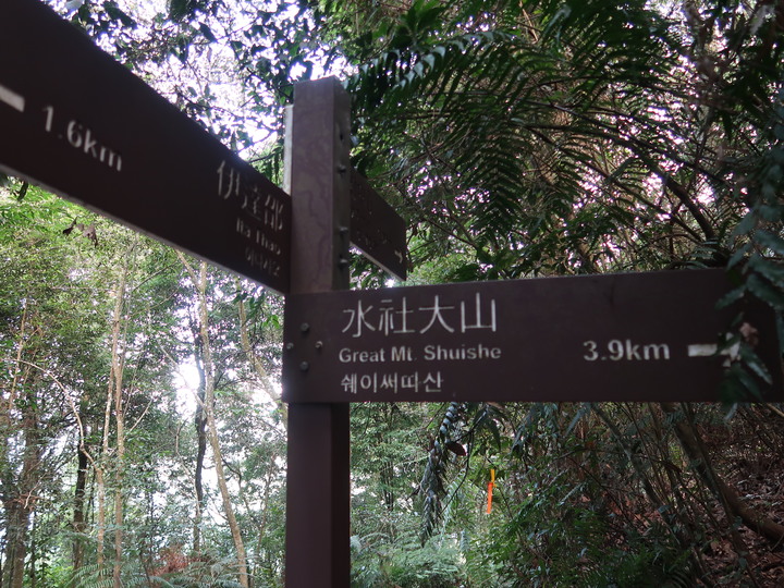 點我看大圖 【水社大山】日月潭最高峰 | 一座挑戰腿力的好山 | 硬到被小百岳除名