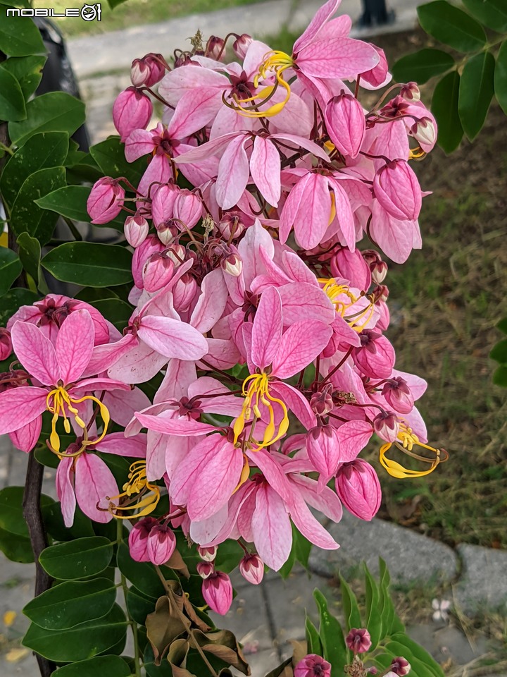 粉紅花旗木 台南市新市區新市生態休閒公園 05/21