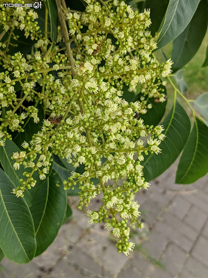 無患子+大花紫薇+山馬茶 台南市西港區曾文溪堤防 05/14