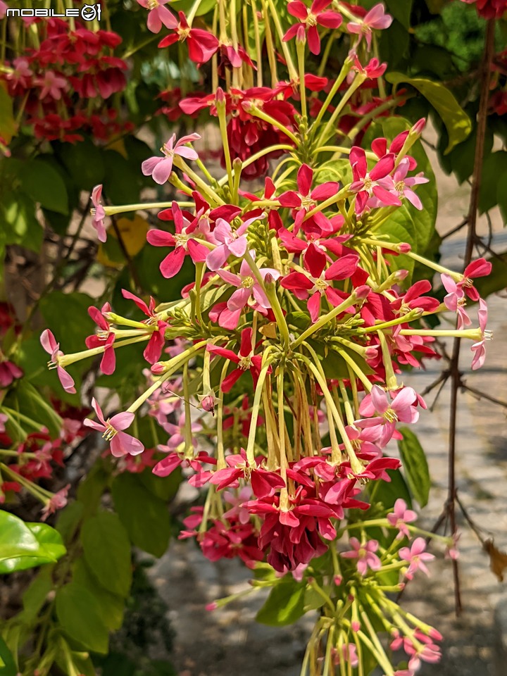 使君子+烏桕+鳳凰花 台南市東區後甲公園 04/30