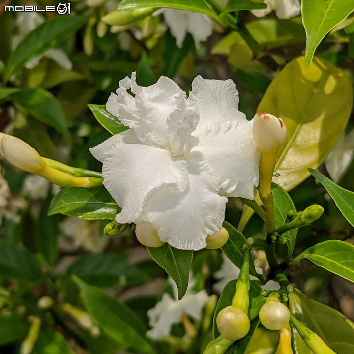 無患子+大花紫薇+山馬茶 台南市西港區曾文溪堤防 05/14