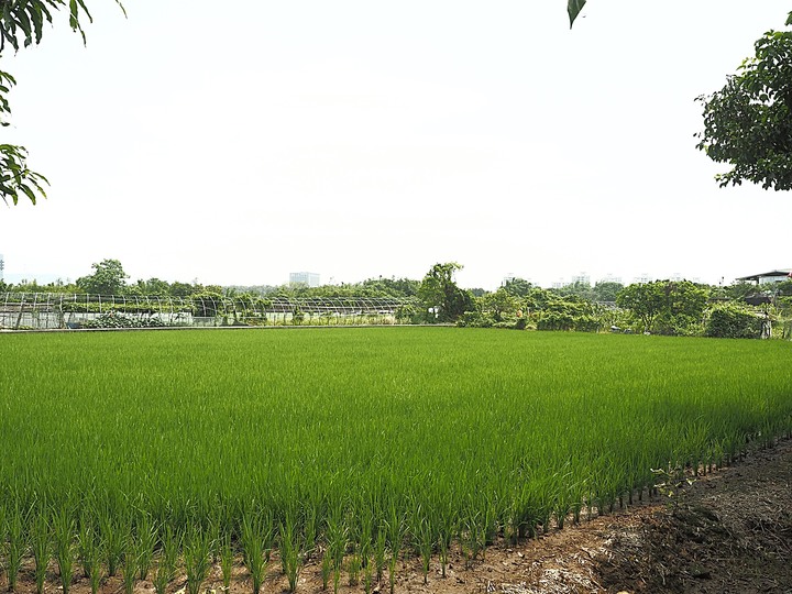 北投 中心新村與舊雙溪河步道 — 全臺唯一溫泉軍醫系統眷村，附掛市區內大片青翠稻田