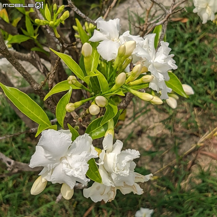 無患子+大花紫薇+山馬茶 台南市西港區曾文溪堤防 05/14