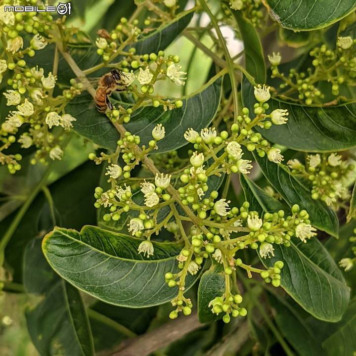 無患子+大花紫薇+山馬茶 台南市西港區曾文溪堤防 05/14