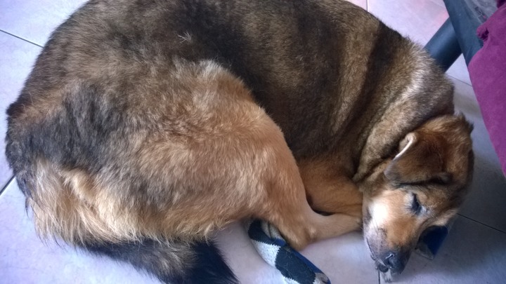 狗狗去一個很遠的地方了