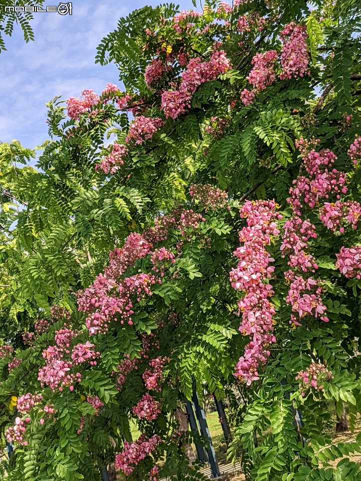 粉紅花旗木 台南市新市區新市生態休閒公園 05/21