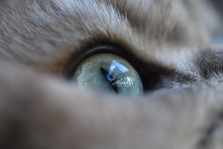 Z8 / FTZ ＋N 60 F2.8 D。貓瞳