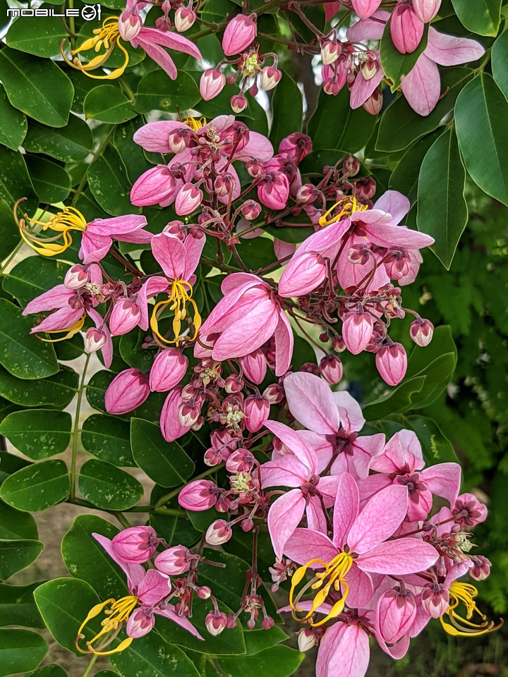 粉紅花旗木 台南市新市區新市生態休閒公園 05/21
