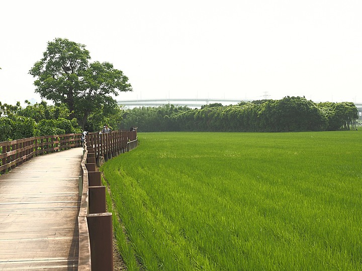 北投 中心新村與舊雙溪河步道 — 全臺唯一溫泉軍醫系統眷村，附掛市區內大片青翠稻田