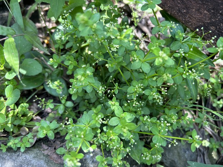 沒有雨的基隆(嶼)登島健行記