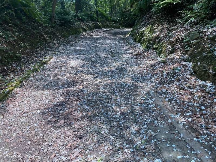 四腳亭砲台-保存最完整的內陸型砲台 現前往還有五月雪相伴