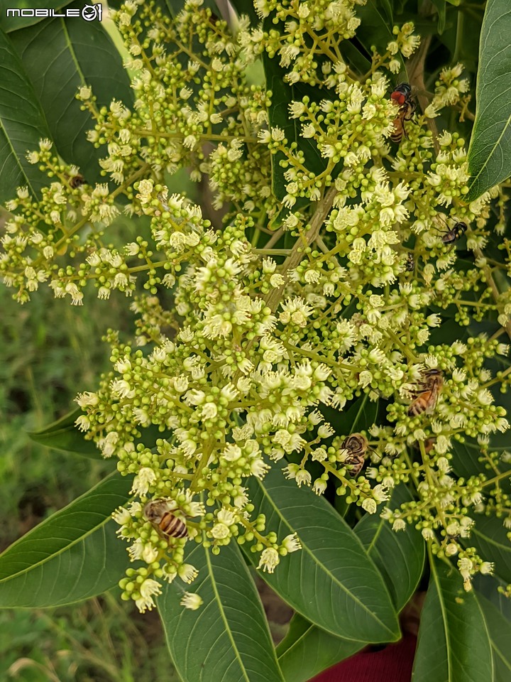 無患子+大花紫薇+山馬茶 台南市西港區曾文溪堤防 05/14