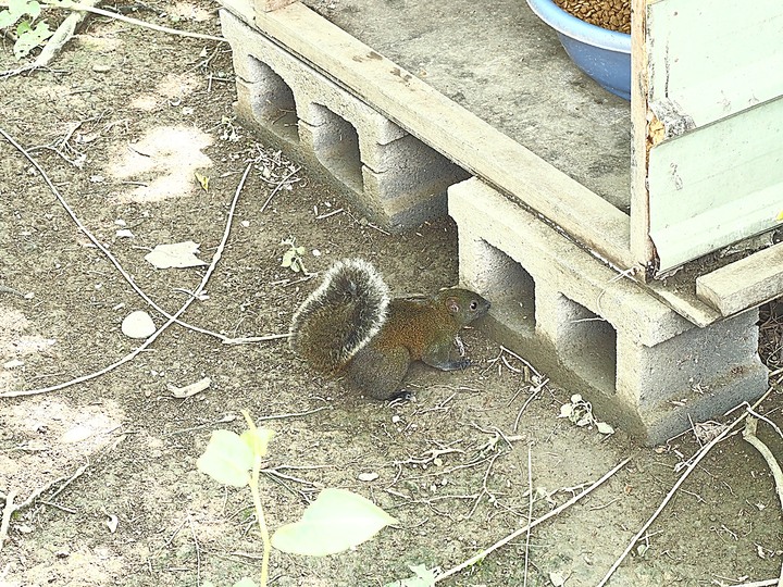 北投 中心新村與舊雙溪河步道 — 全臺唯一溫泉軍醫系統眷村，附掛市區內大片青翠稻田