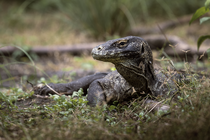 Nikon NIKKOR Z 400mm f/4.5 VR S — Z系統生態自走砲【WICKED RICKY開箱】