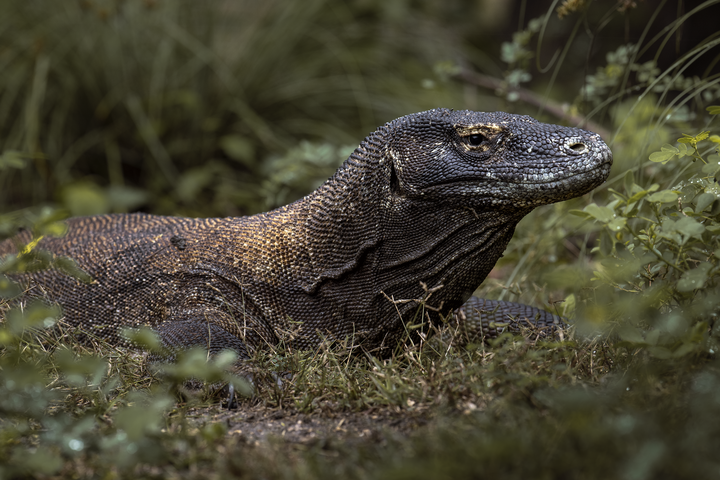Nikon NIKKOR Z 400mm f/4.5 VR S — Z系統生態自走砲【WICKED RICKY開箱】